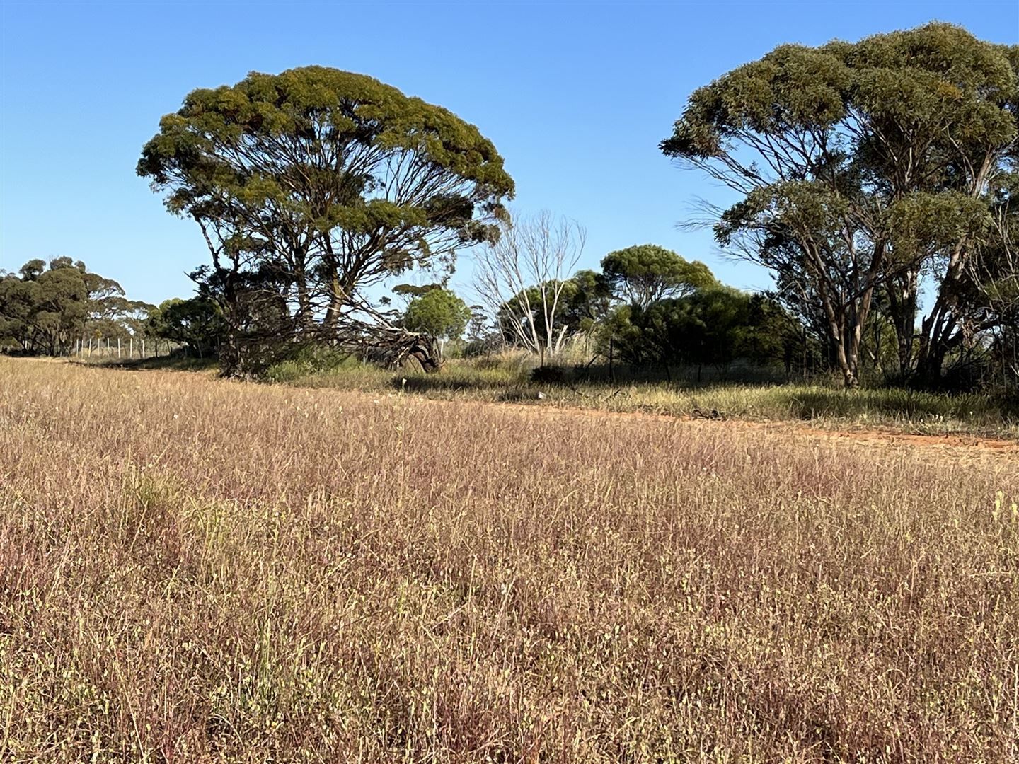 . Lot 226 Mulji Road, Koorda WA 6475, Image 1