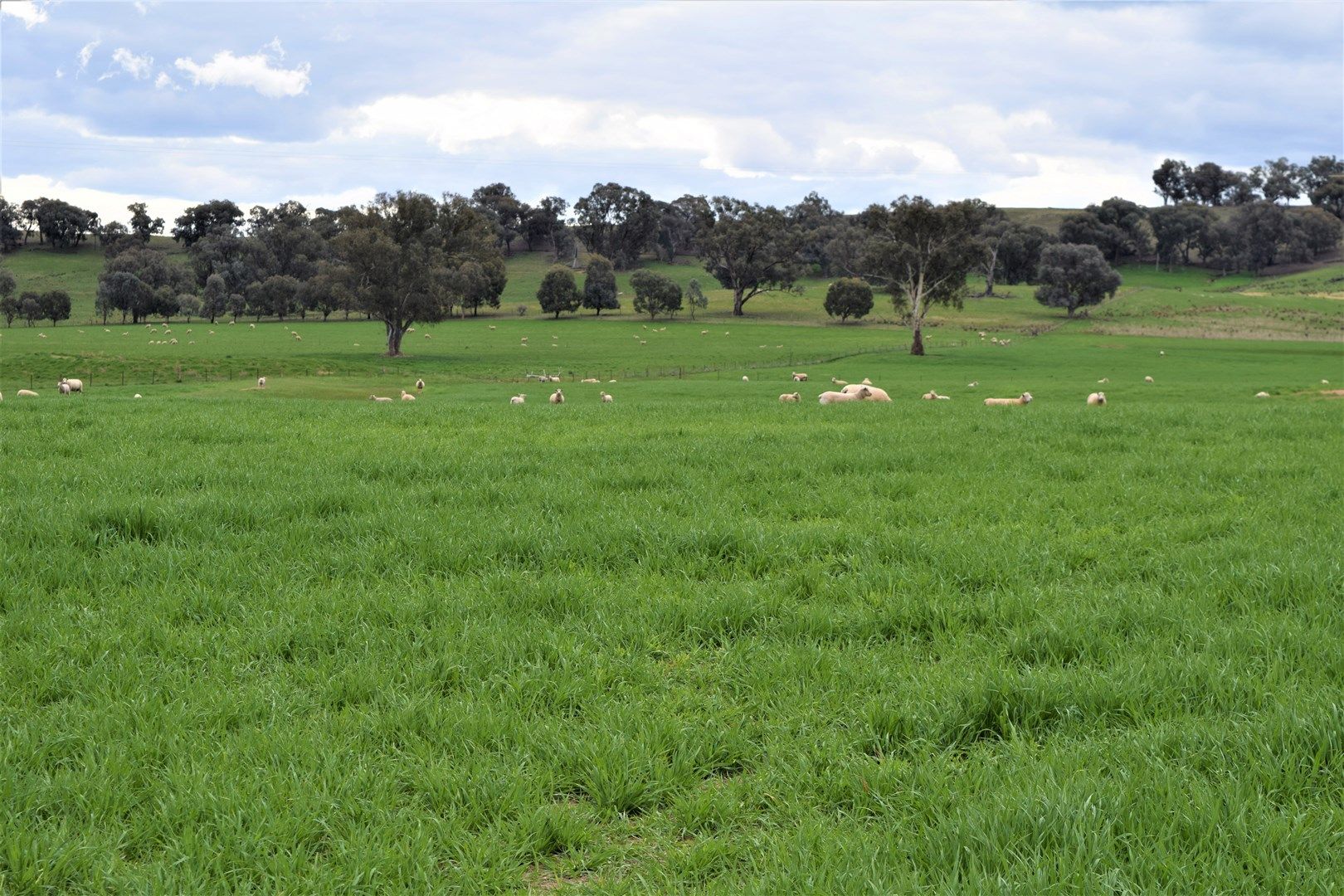 "The Views" Hoffmans Road, Morven NSW 2660, Image 0