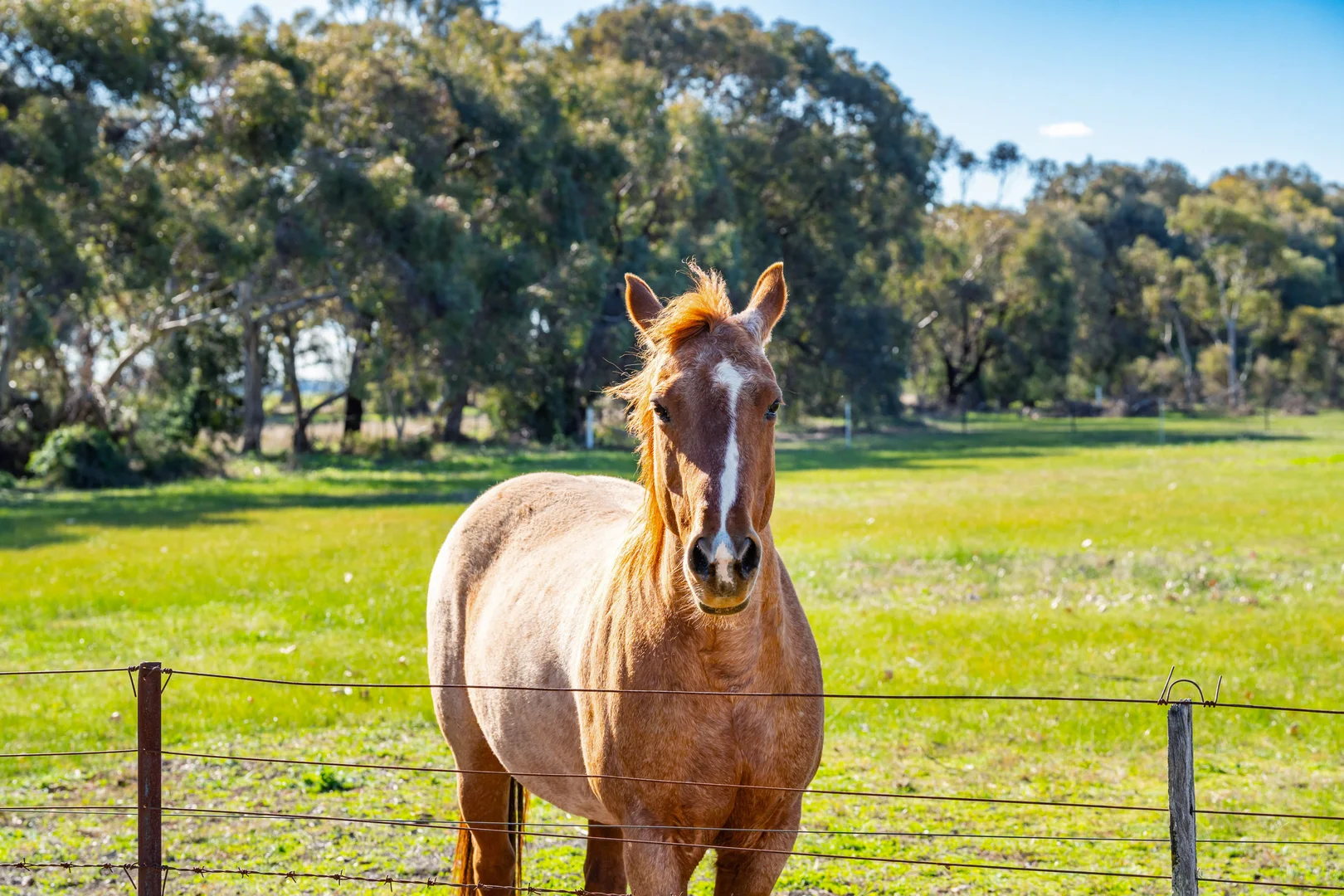 Additional image 21 of 290 Savernake Road, Mulwala NSW 2647