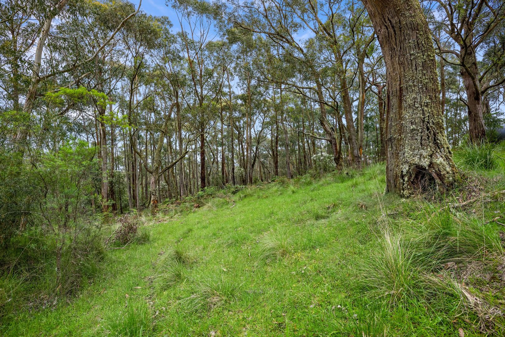 125 Marks Track, Deans Marsh VIC 3235, Image 1