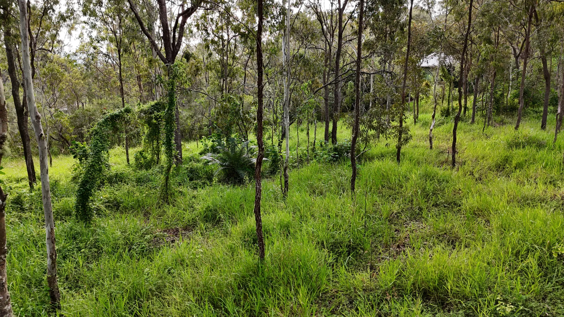 Additional image 4 of 921 Bulankoff Road, Tolga QLD 4882