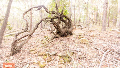 Picture of 62 Una Road, BUCKETTY NSW 2250