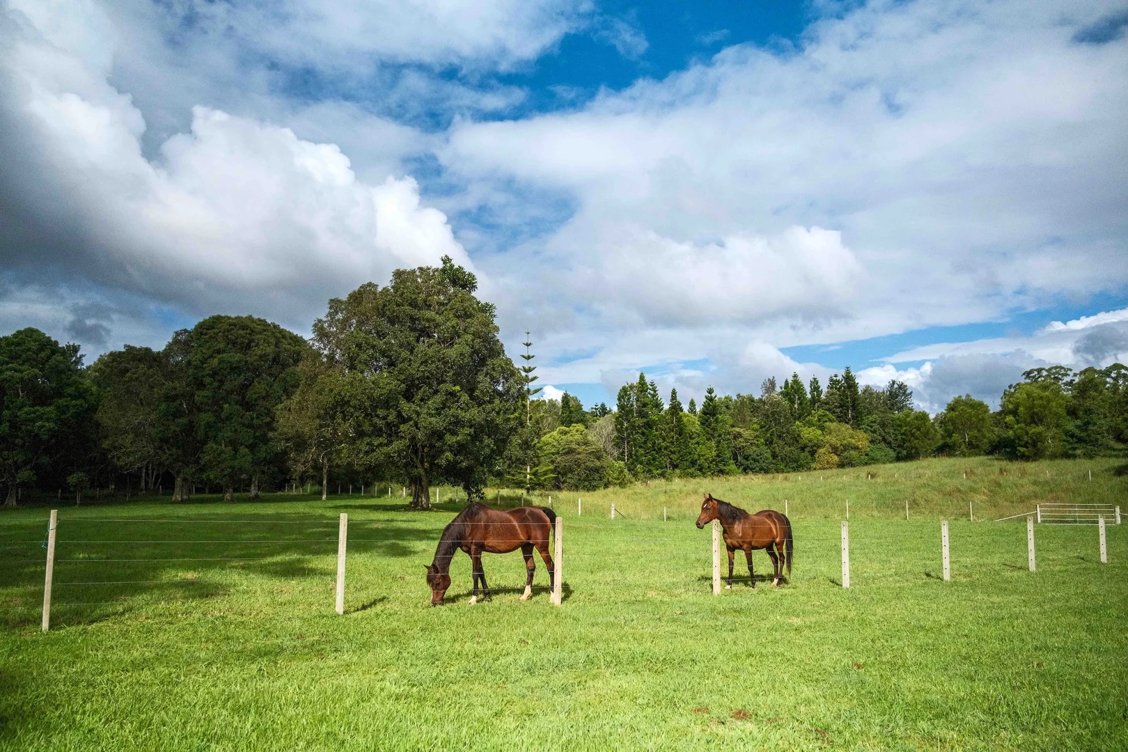 Additional image 39 of 42 May Street, Dunoon NSW 2480