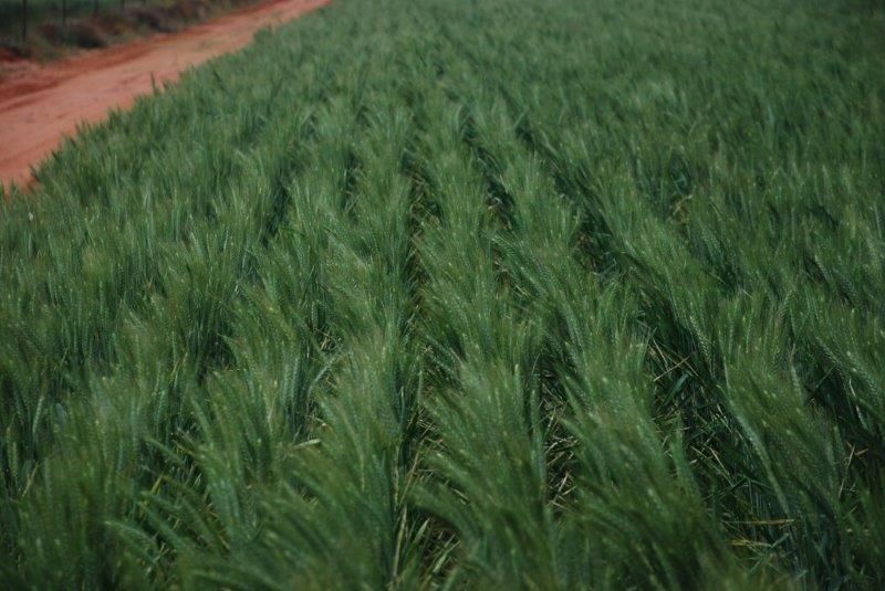 3 bedrooms Farm in 3810 Balla-Whelarra Road BINNU WA, 6532