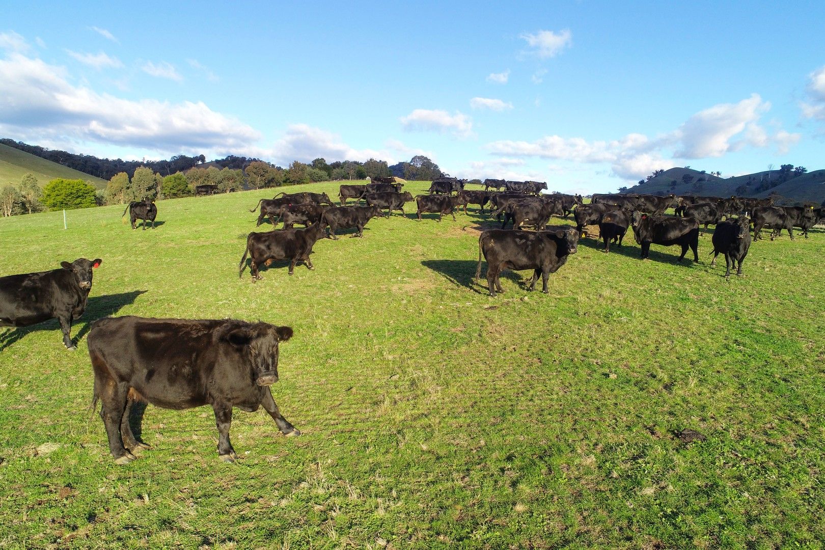 5 bedrooms Rural in 1591 Mansfield-Woods Point Road PIRIES VIC, 3723