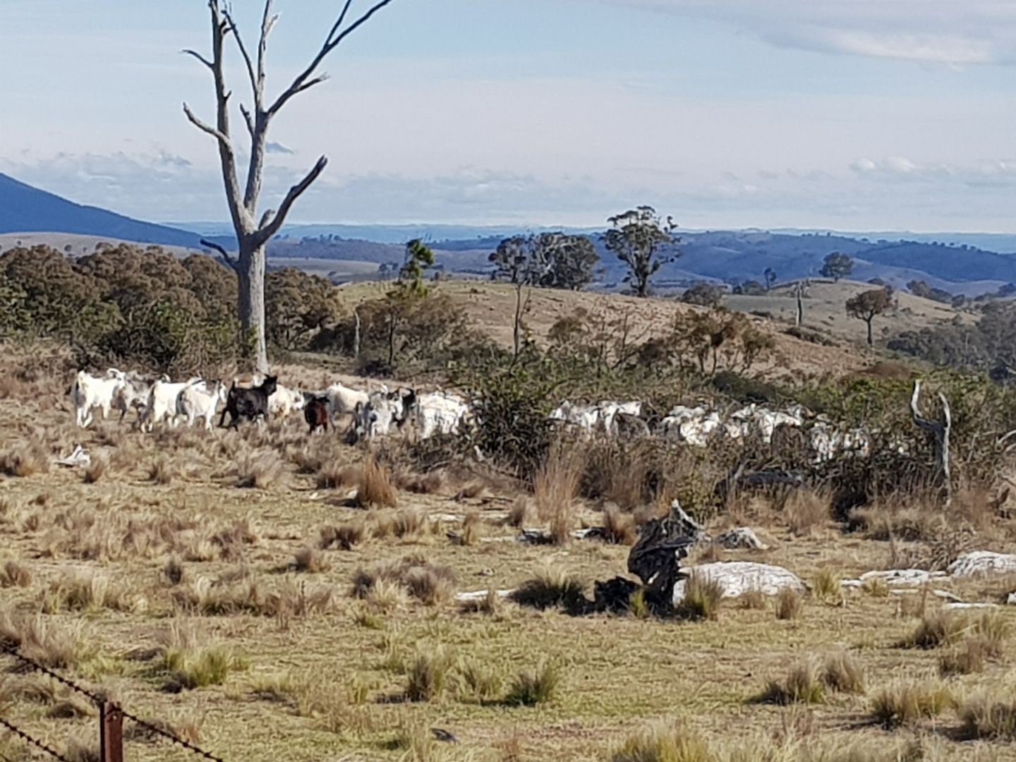 Limekilns NSW 2795, Image 1