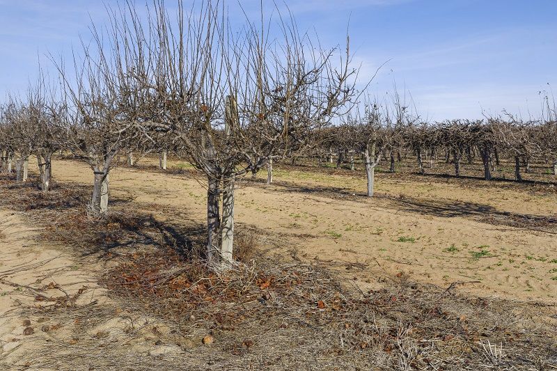 78 Clements Road, Cobdogla SA 5346 House for Sale 834,500