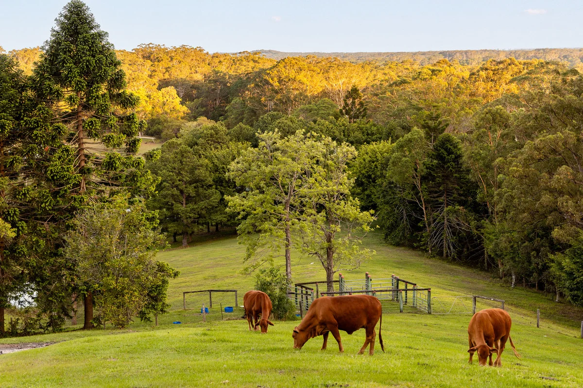 Additional image 5 of 79 Isambert Road, Glenview QLD 4553