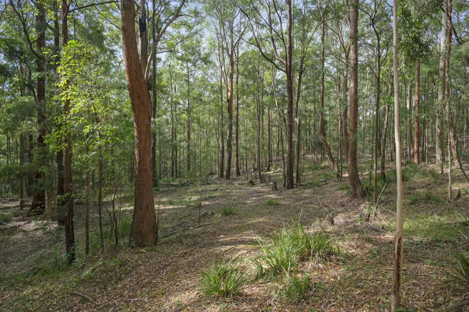 86 Cut Rock Forest Road, Mandalong NSW 2264, Image 2