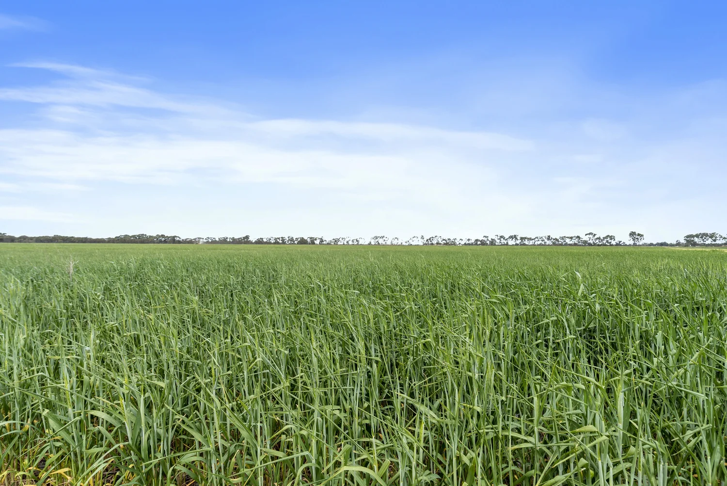 Image 29