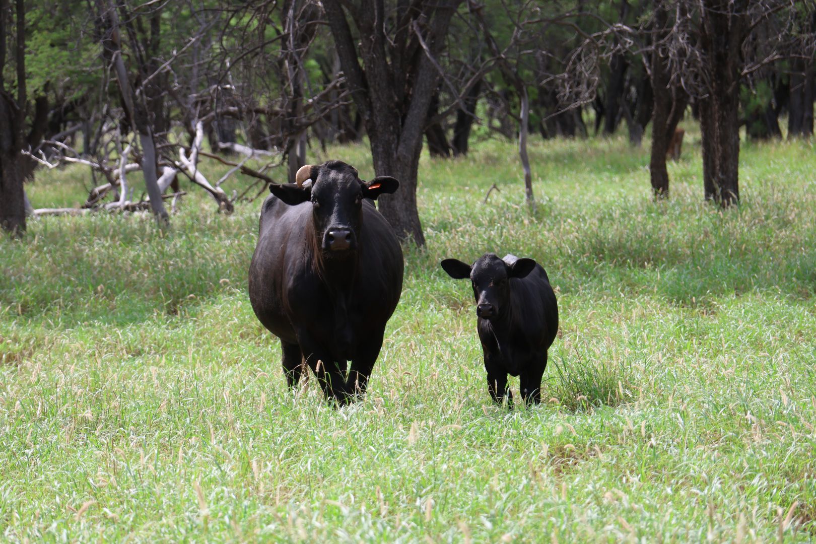 Lot 7 Ravensbourne Road, Blackall QLD 4472, Image 1