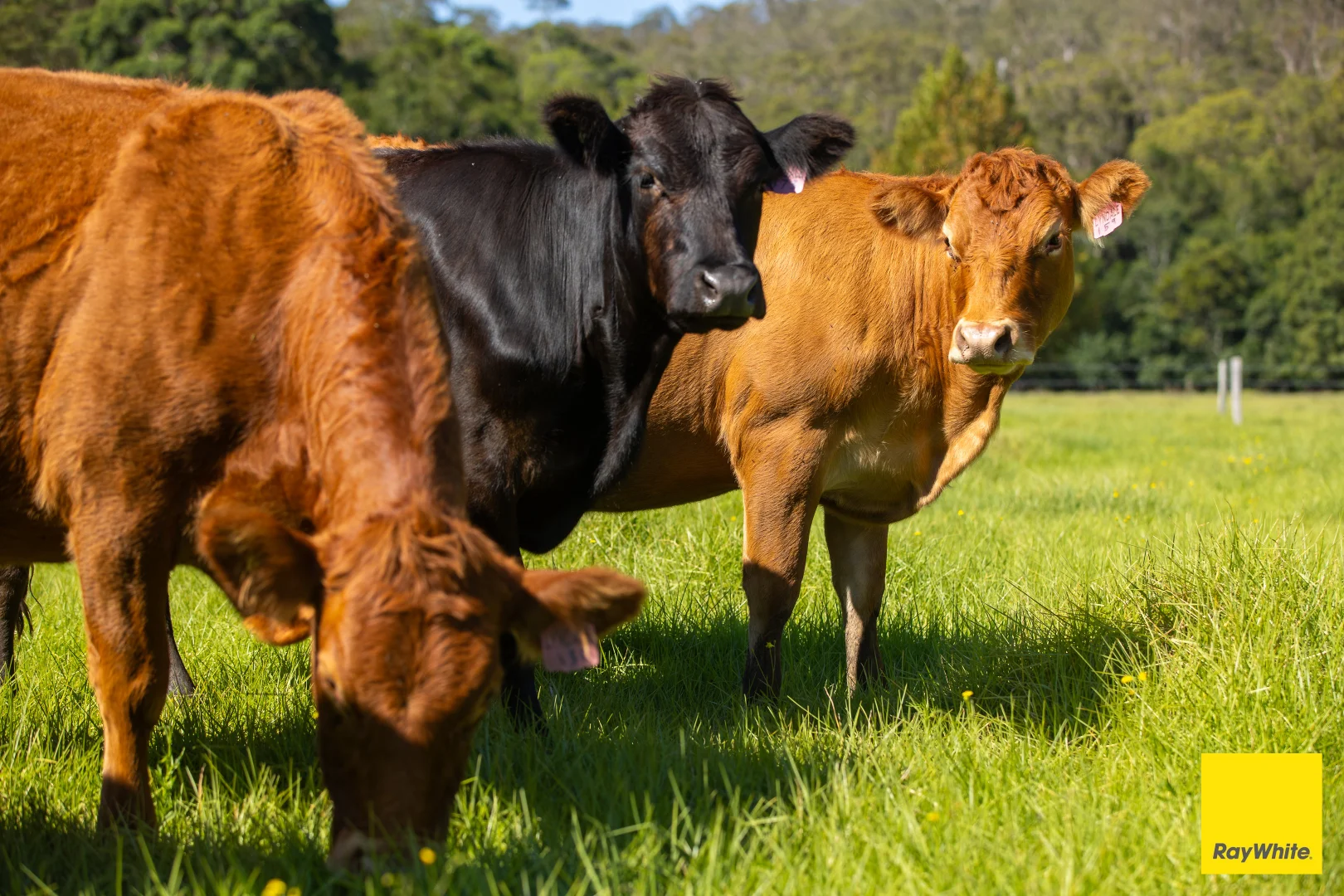 Additional image 3 of 658 Booral Road, Crawford River NSW 2423