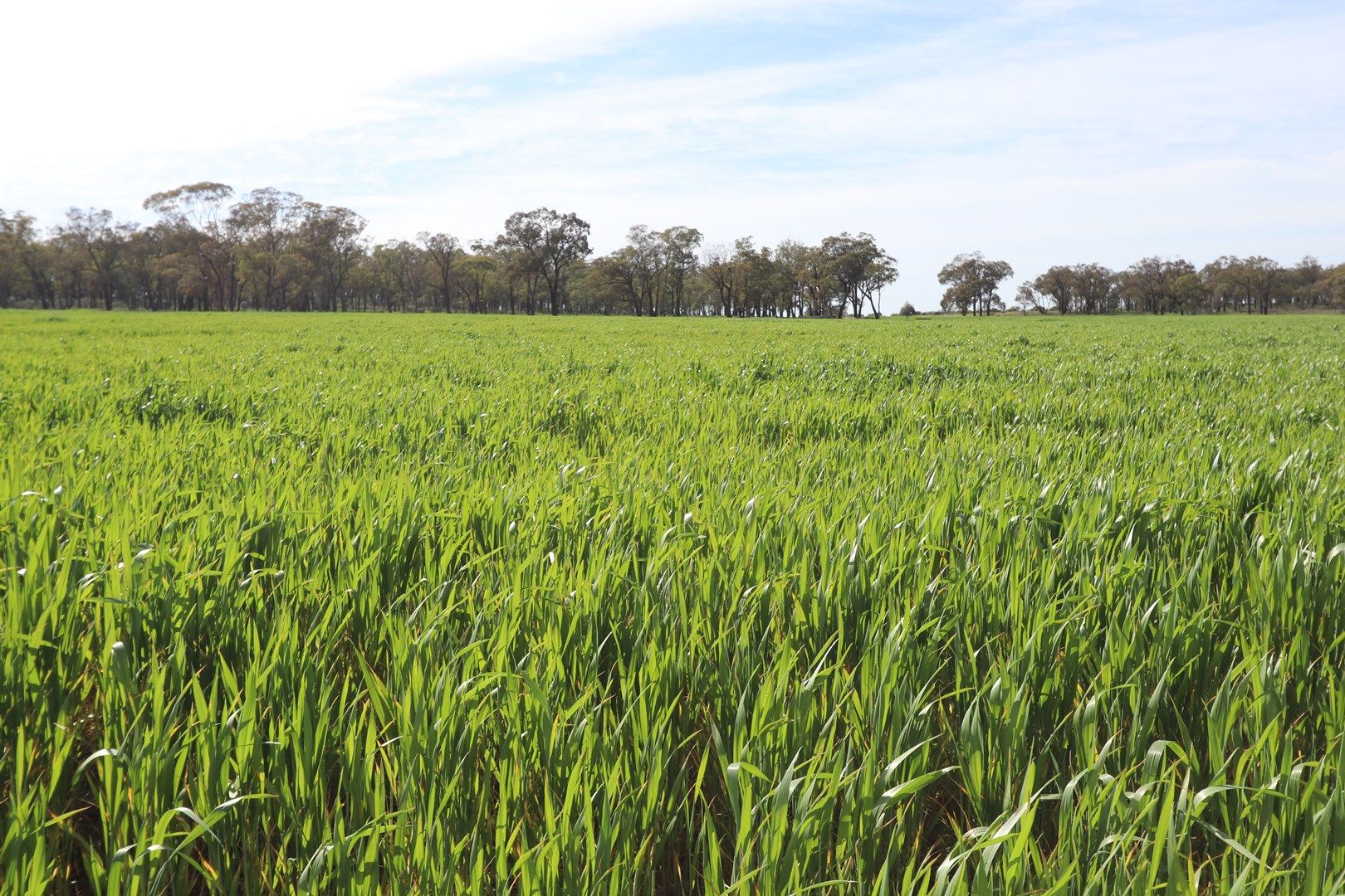 'Erchvale' 342 Mulga Lane, West Wyalong NSW 2671 Farm for Sale