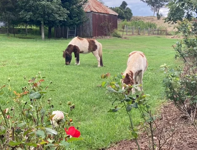 Additional image 72 of 103 Rural Road, Nanango QLD 4615
