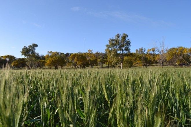 Picture of . Whitehouse 141.84 Ha, KELLERBERRIN WA 6410