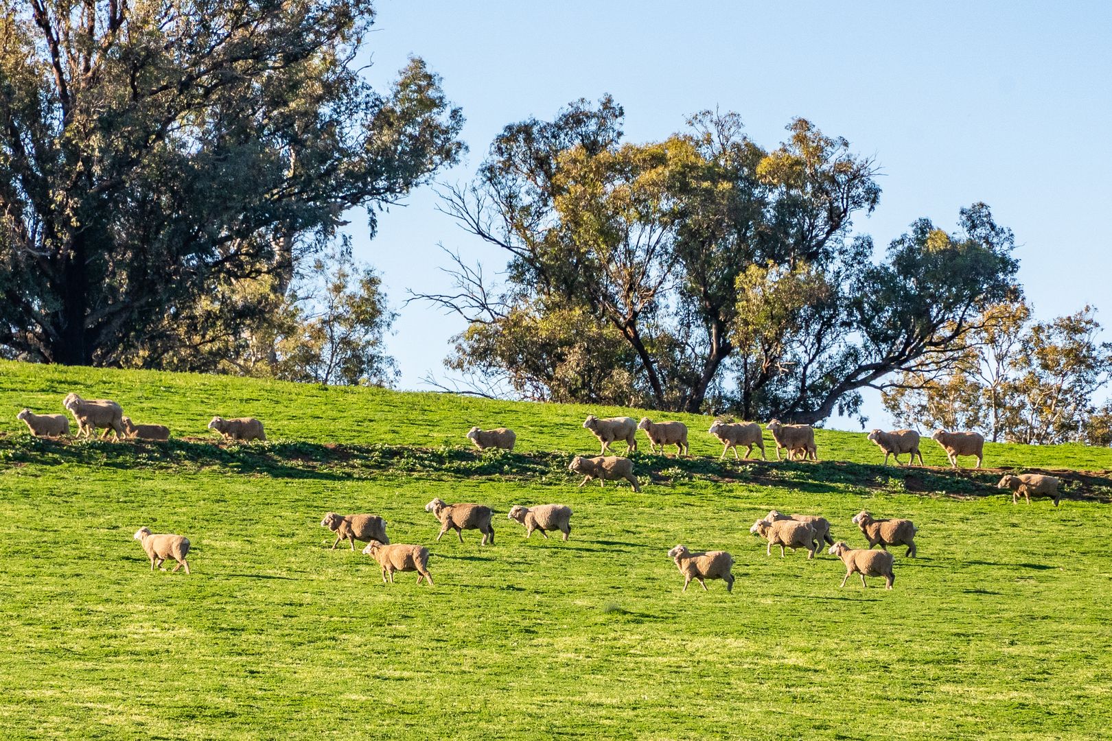 'Eastview' Greenethorpe Road, Greenethorpe NSW 2809, Image 2