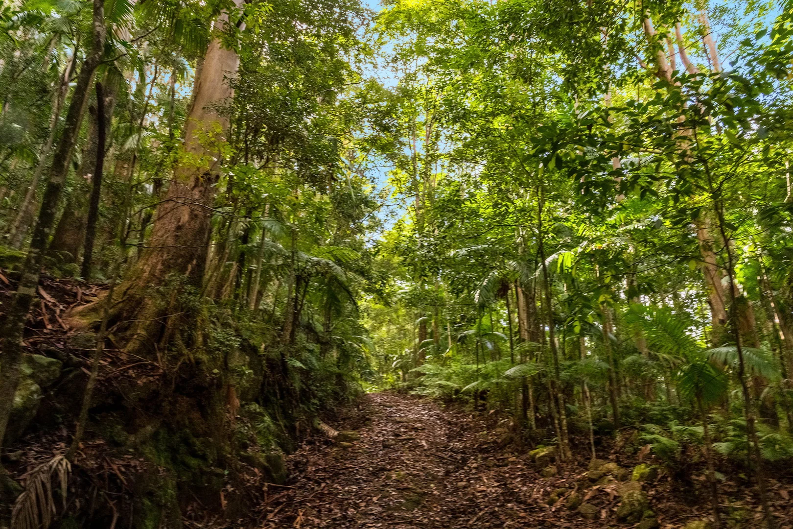 Additional image 15 of 1028 Wilsons Creek Road, Wilsons Creek NSW 2482