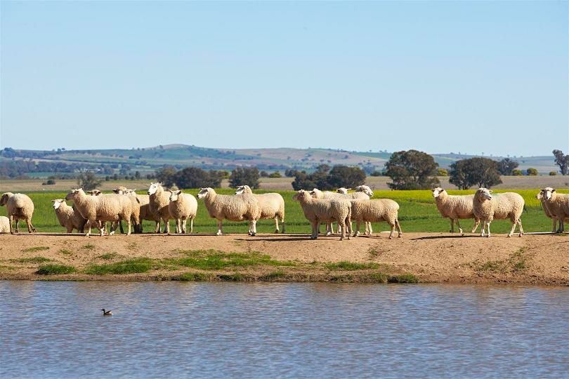 2610 Bethungra Road, Eurongilly NSW 2663, Image 0