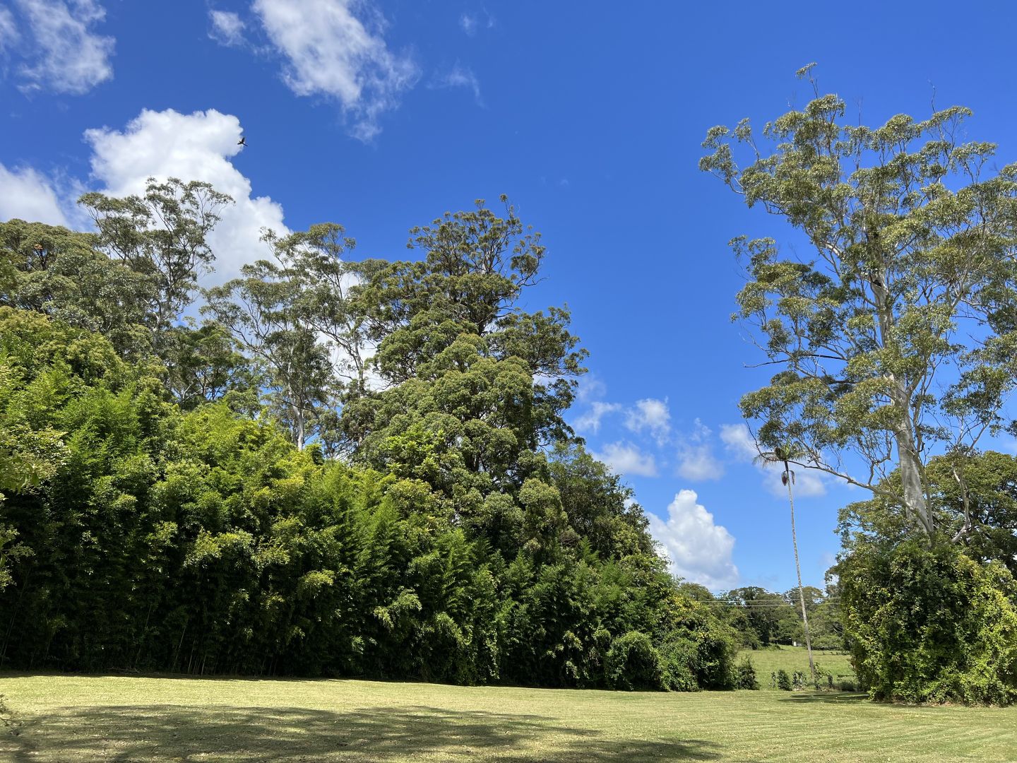 1G Esme Street, Tamborine Mountain QLD 4272, Image 2