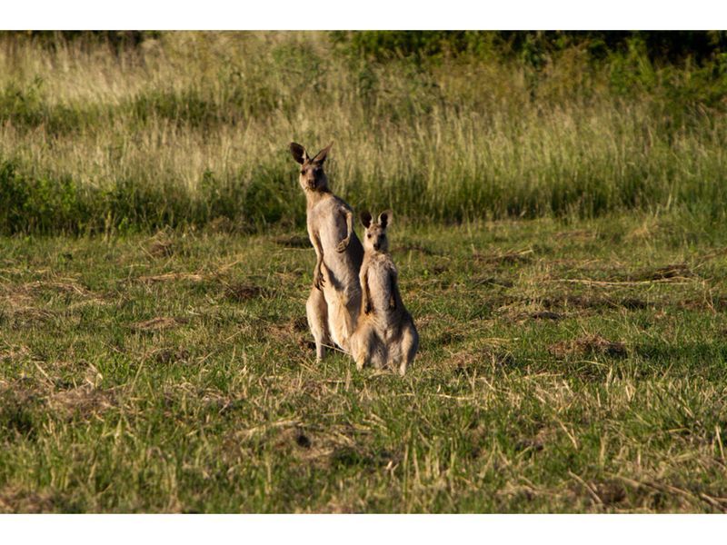 . Paramount Park Estate, Rockyview QLD 4701, Image 0