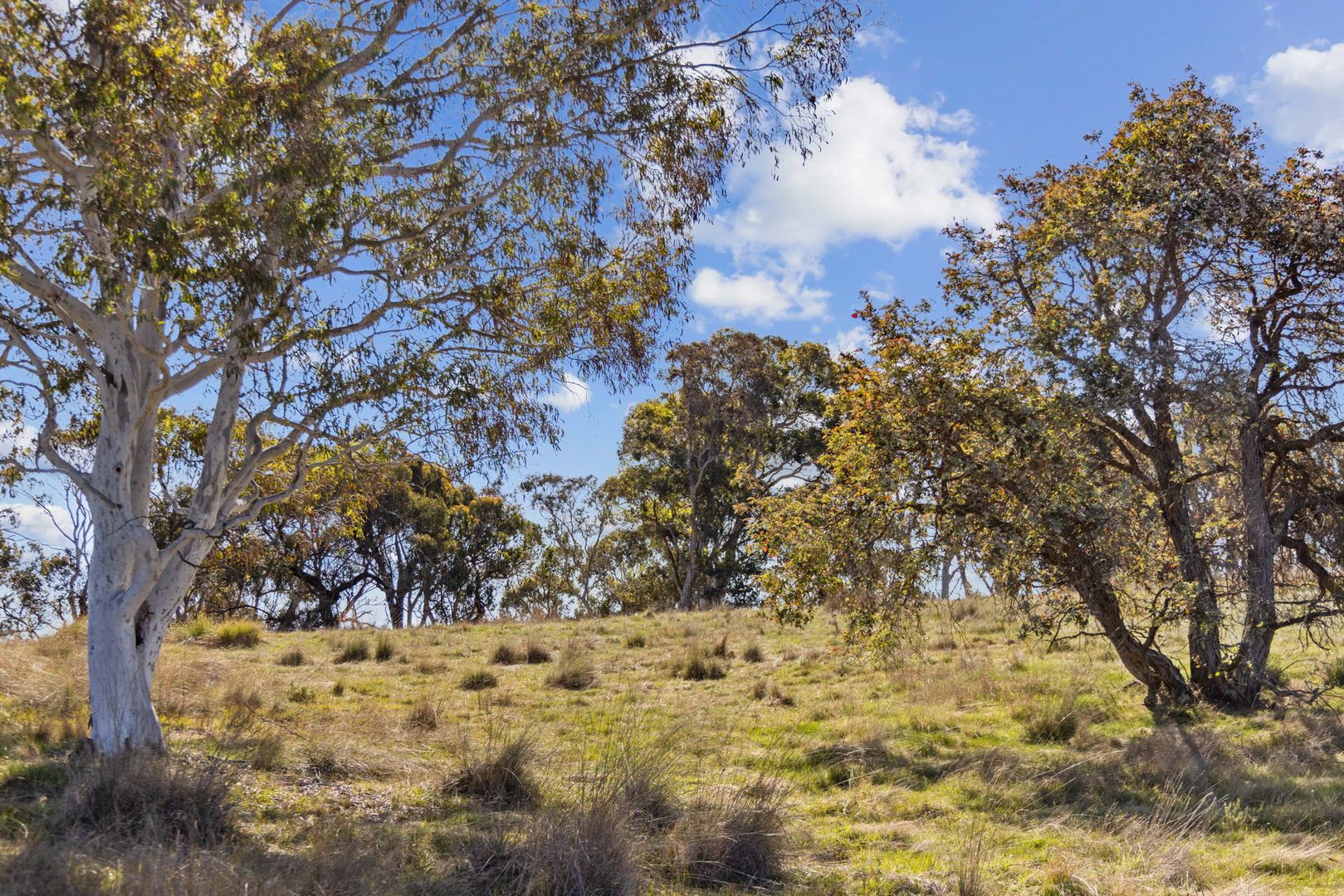 Treorchy & Lochinvar Rye Park Road, Gunning NSW 2581, Image 2