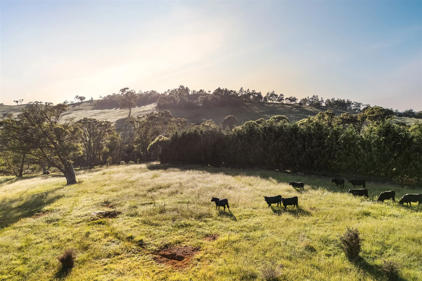 Additional image 42 of 8022 Illawarra Highway, Sutton Forest NSW 2577