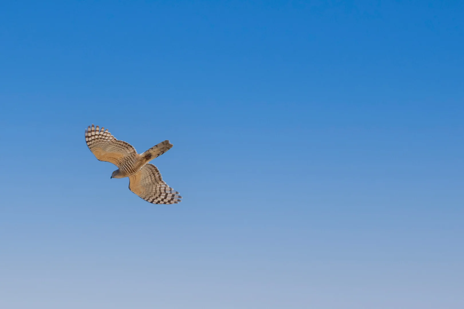 Additional image 12 of 116 Thrushs Road, Dulong QLD 4560