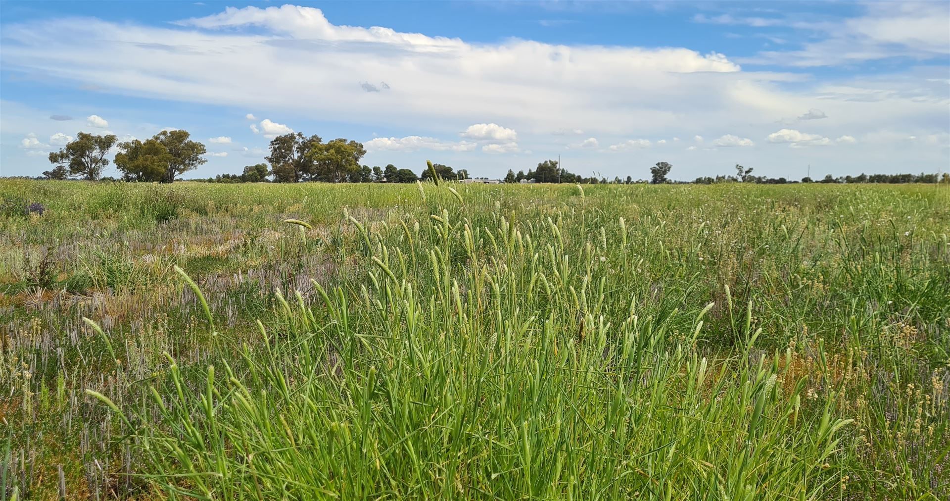 Euroka Morangarell Road, Quandialla NSW 2721, Image 1