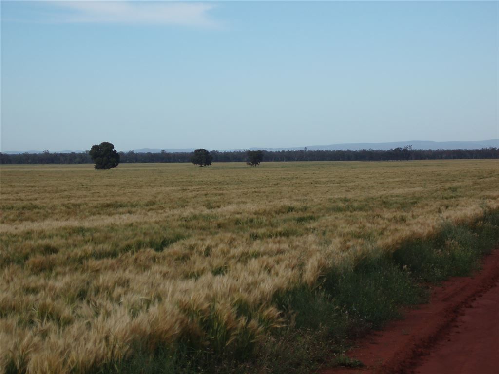 . "MEDINA", TULLIBIGEAL, West Wyalong NSW 2671, Image 0