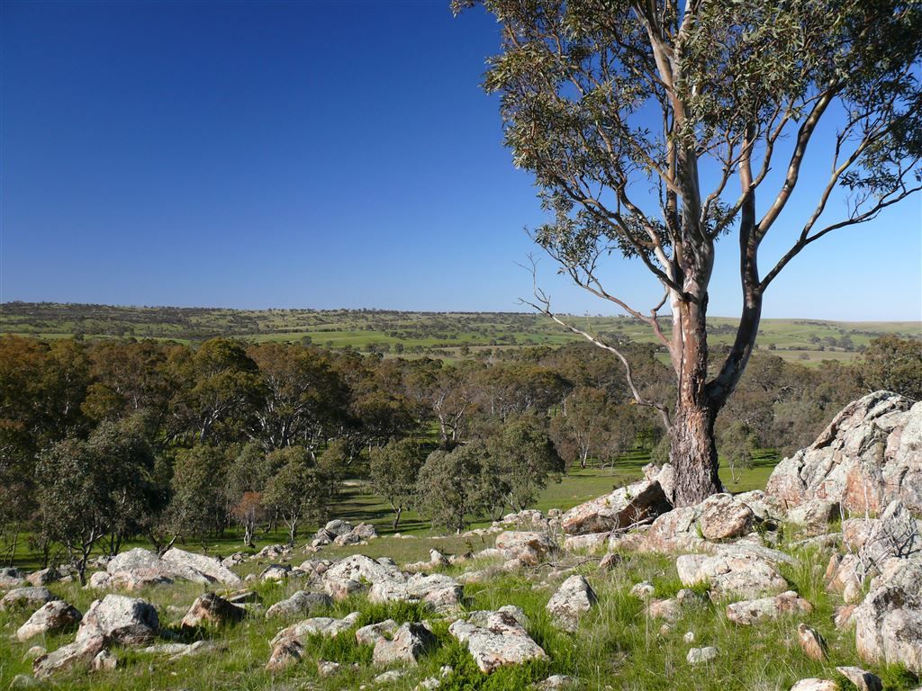 Lot 537 Murray Road, Keyneton SA 5353, Image 0