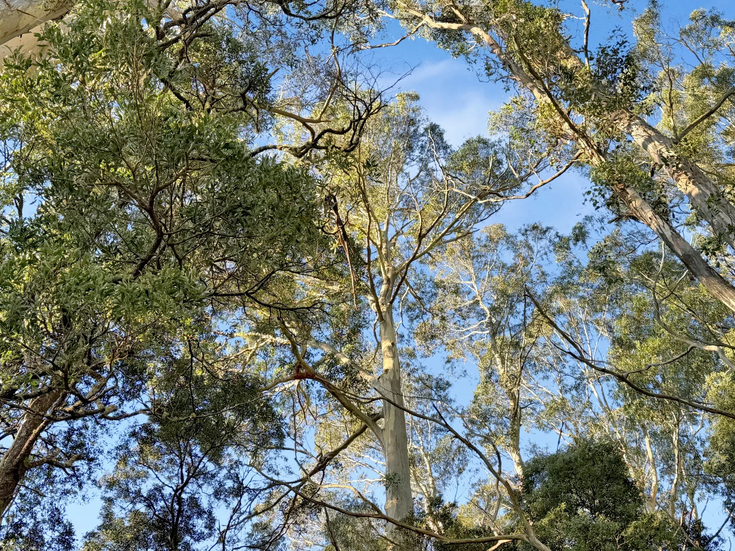 Additional image 10 of 577 Elephant Pass Road, Gray TAS 7215