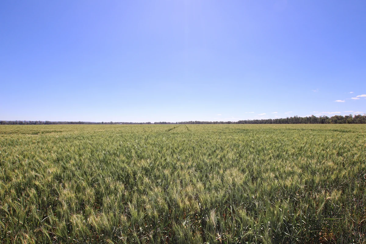Image 29