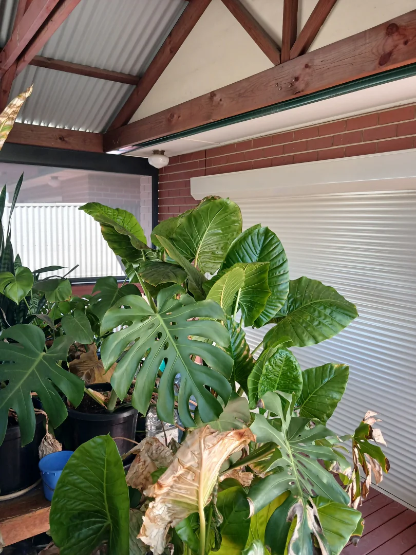 Additional image 10 of 6A Fourth Ave, St Morris SA 5068