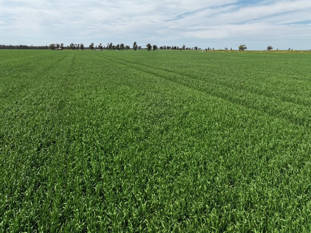 Image 13