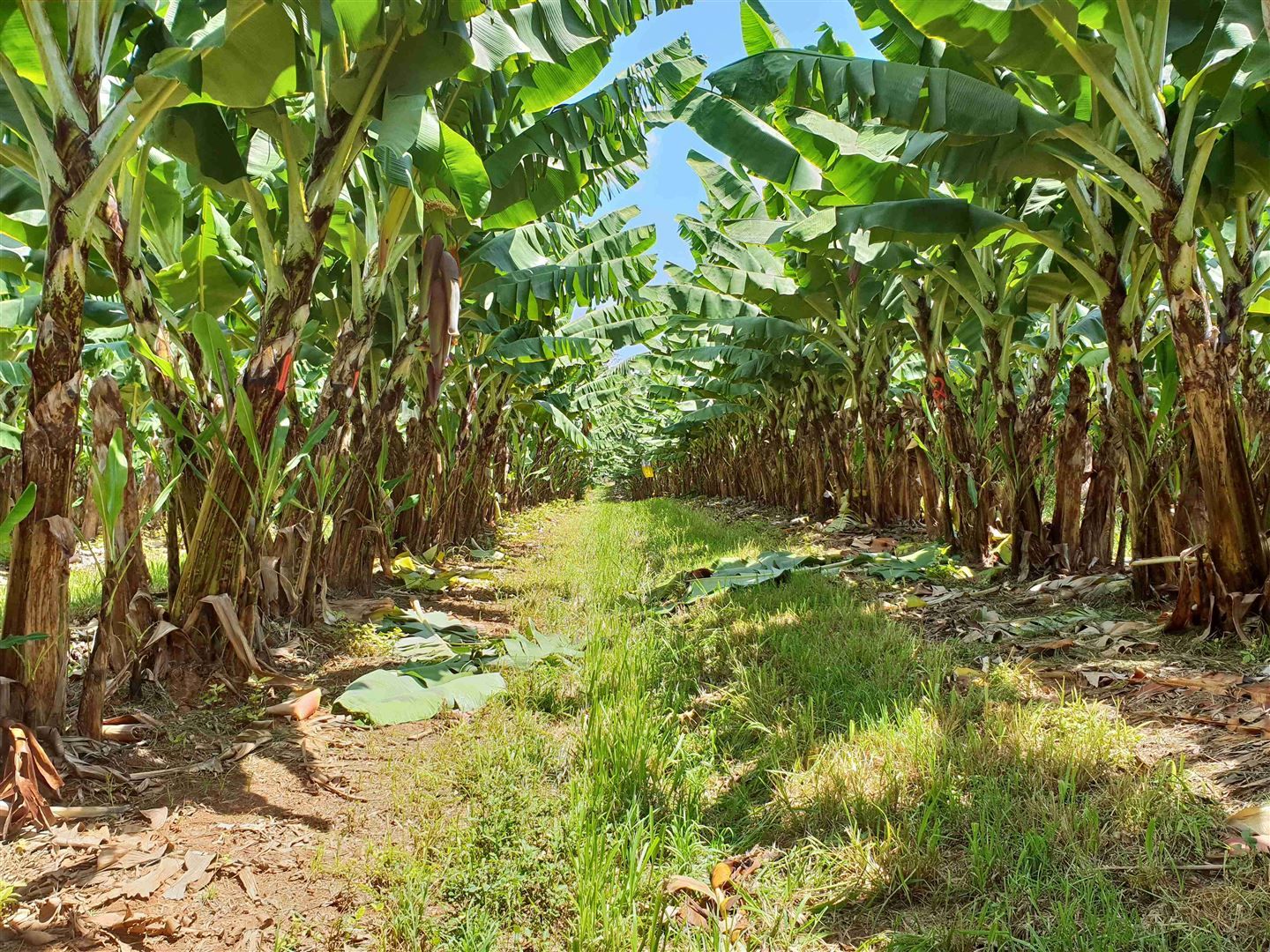 Carmoo QLD 4852 House for Sale Domain