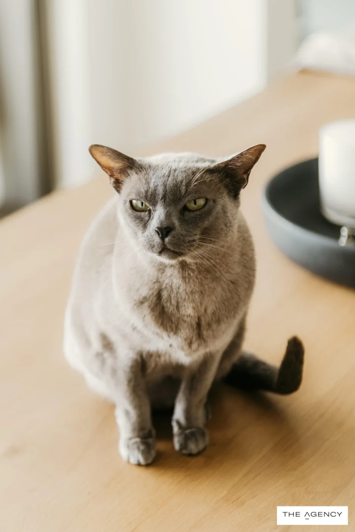 Additional image 9 of 602/4 Musgrave Street, Coolangatta QLD 4225