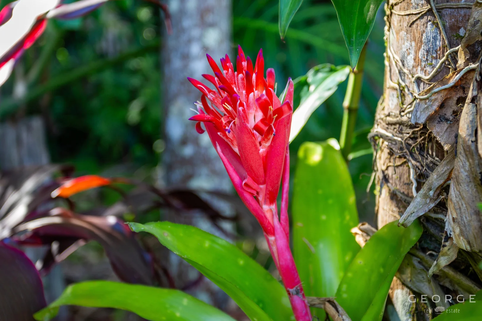 Additional image 12 of 3 Toomey Street, Traveston QLD 4570