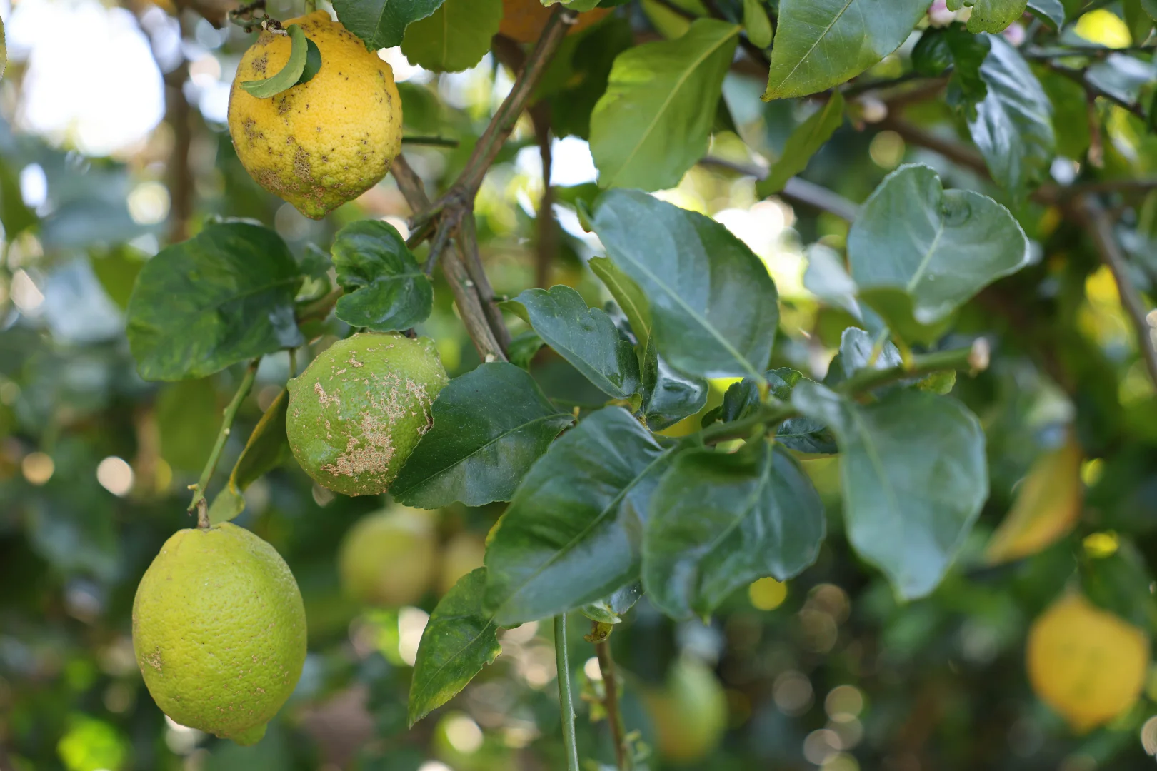 Additional image 29 of Cooroy Mountain QLD 4563