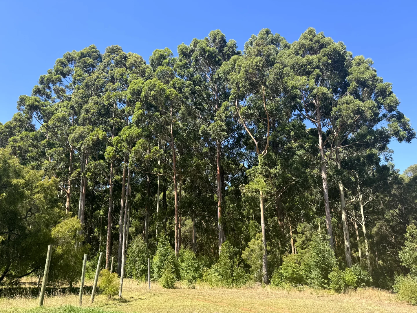 Additional image 22 of 75 Hawke Road (Yeagarup), Pemberton WA 6260