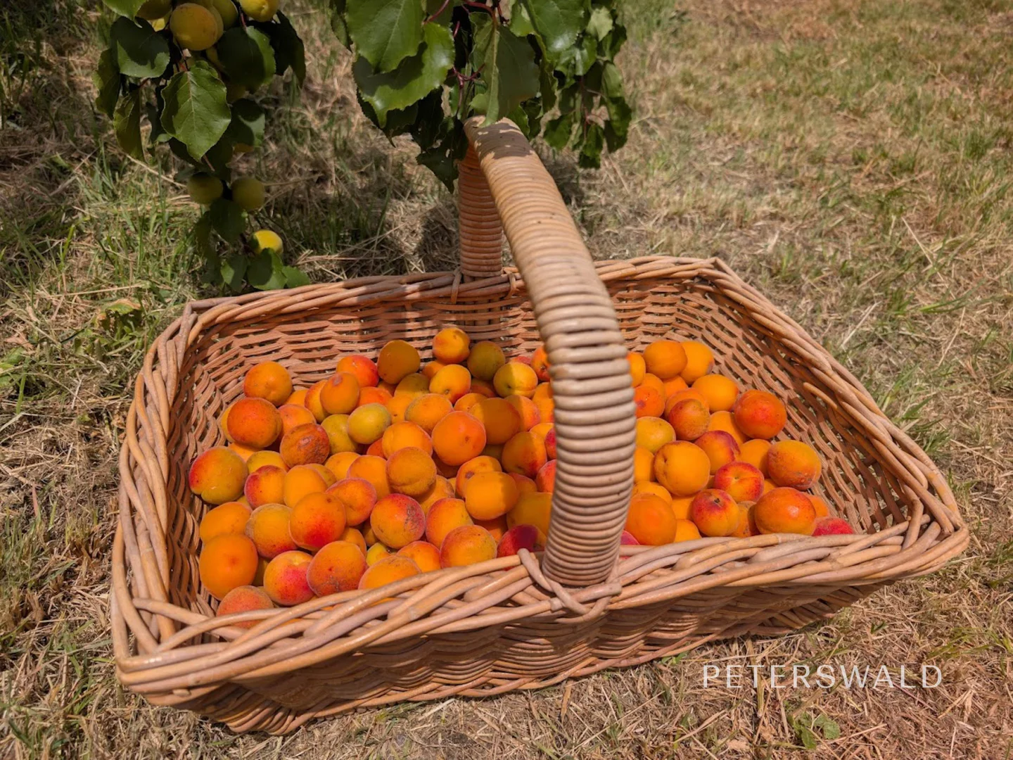 Additional image 32 of 38 Jacombe Street, Richmond TAS 7025