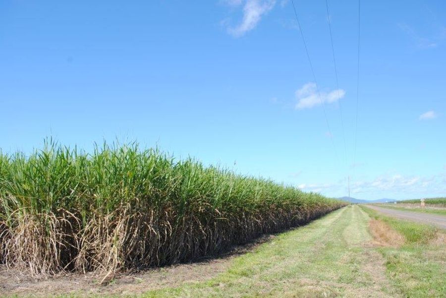 Stephenson & Rinaudo Road, Lower Cowley QLD 4871, Image 1