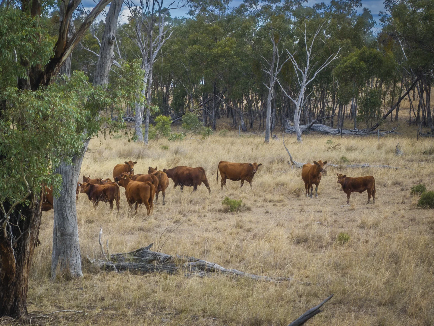 Additional image 25 of 3297 Stanthorpe-Inglewood Road, Inglewood QLD 4387