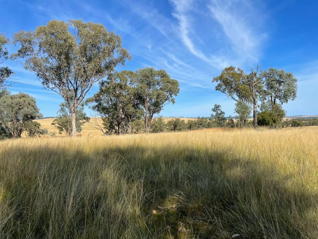 O Pikedale Lane, Nundubbermere QLD 4380, Image 1