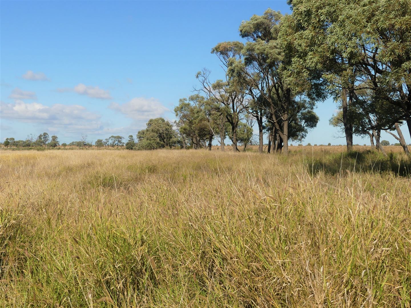 Pinora West 500 Lambing Flat Road, Jackson QLD 4426, Image 1