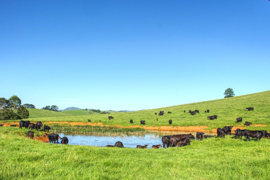 Dorrigo NSW 2453 Vacant Land for Sale Domain