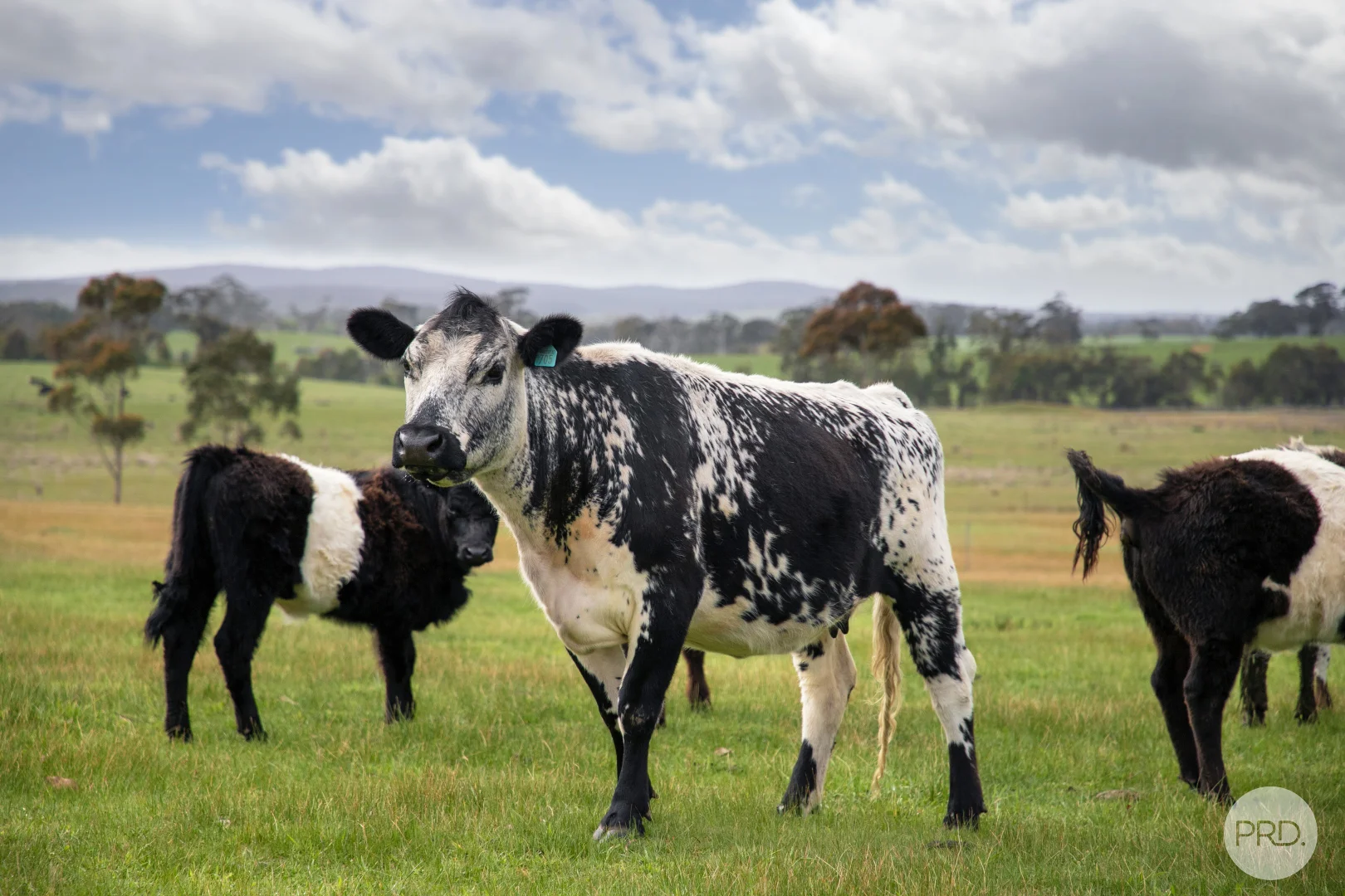 Additional image 11 of Lot CA/53 Scotts Lane, Scotsburn VIC 3352