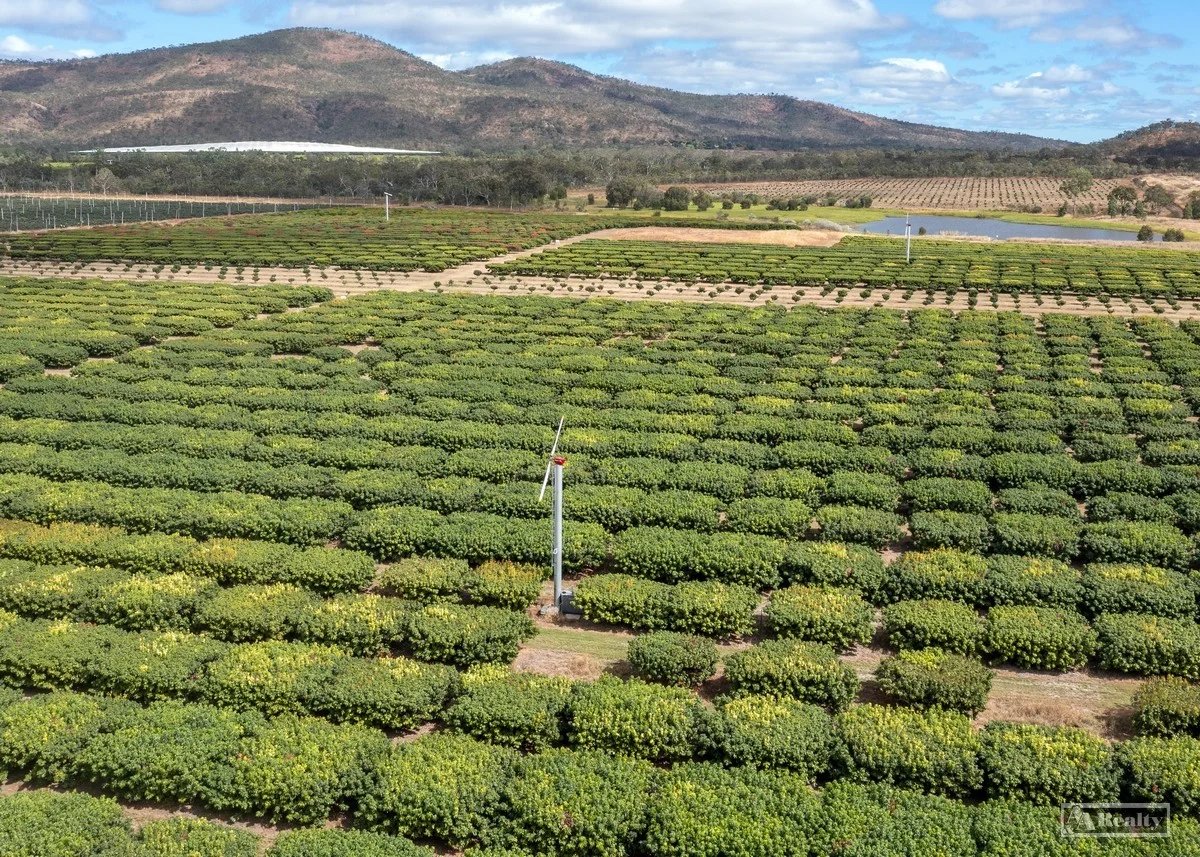 Mutchilba QLD 4872 photo 2