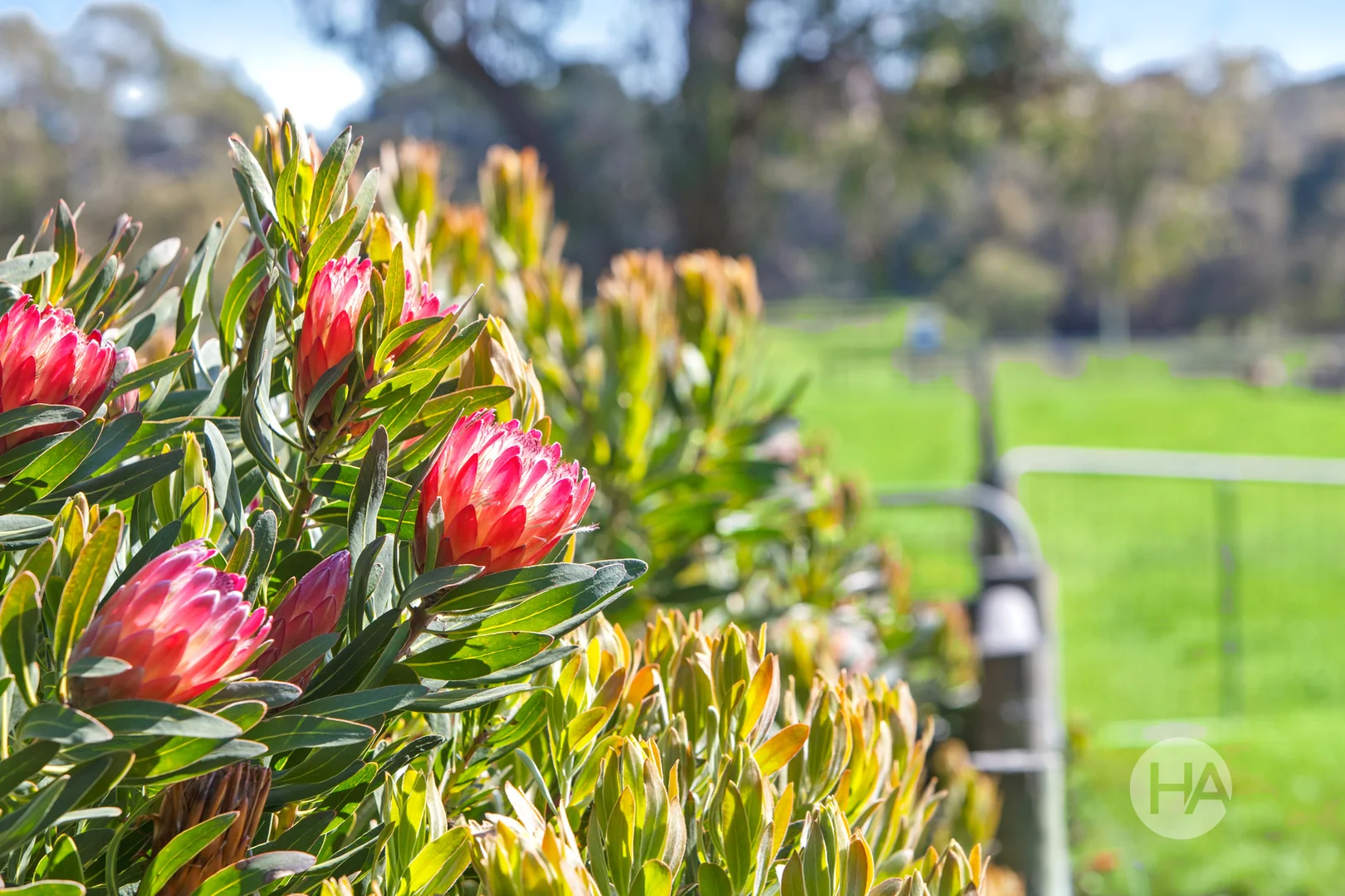 Additional image 9 of 155 Stumpy Gully Road, Balnarring VIC 3926