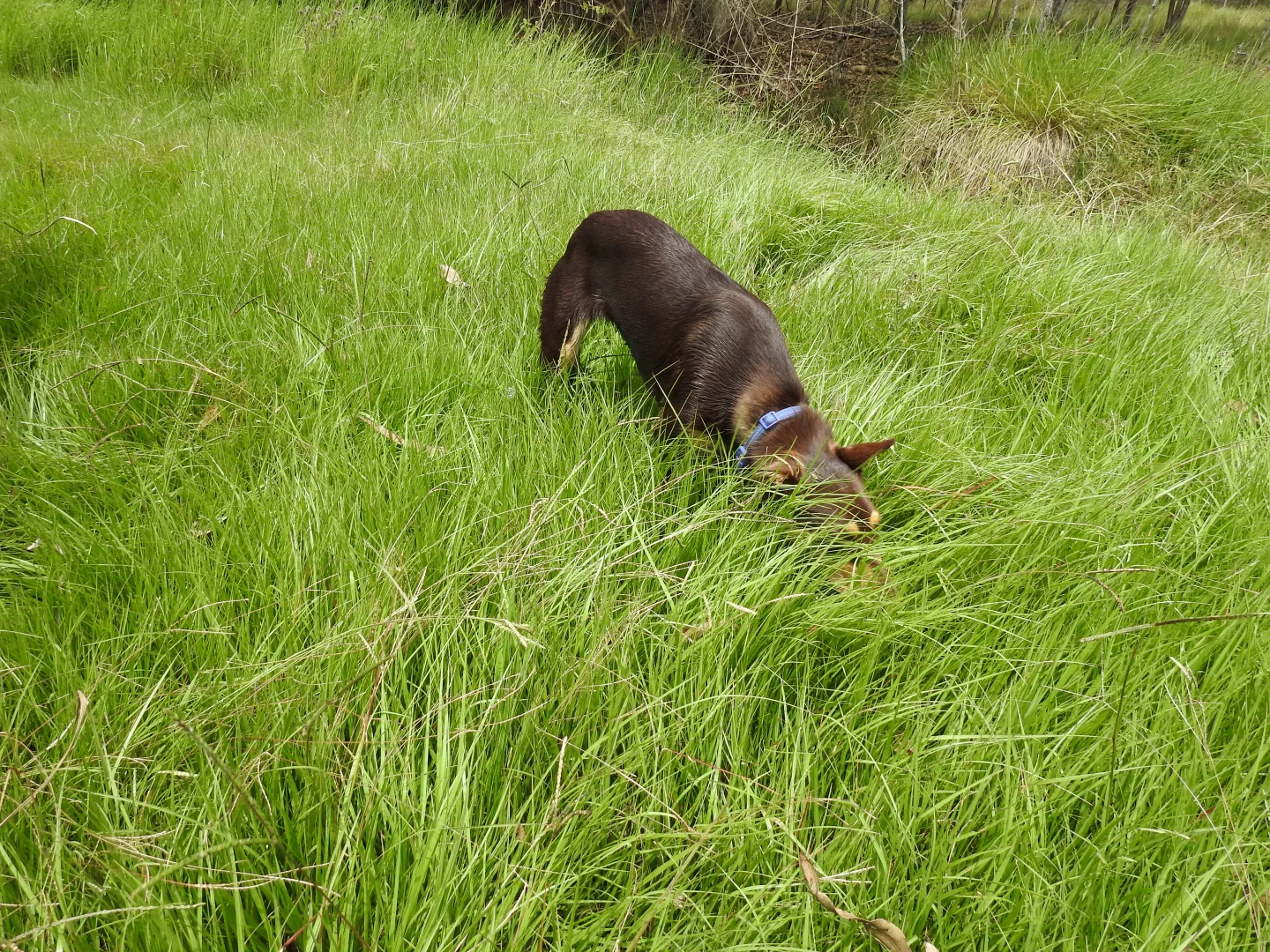 Additional image 18 of Lot 119 Ellangowan Myrtle Creek Road, Ellangowan NSW 2470