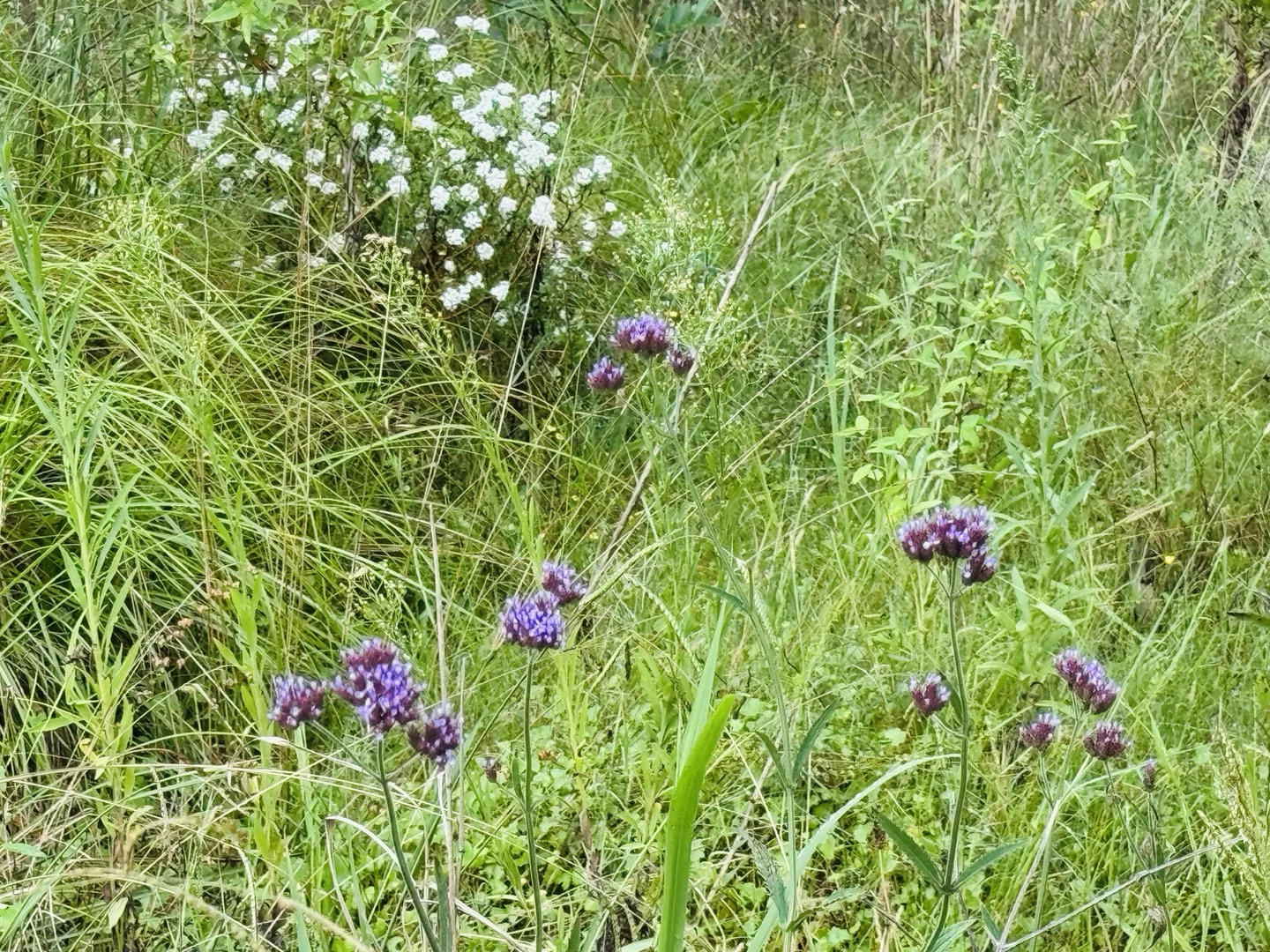 Additional image 4 of 22 Celestial Drive, Warnervale NSW 2259